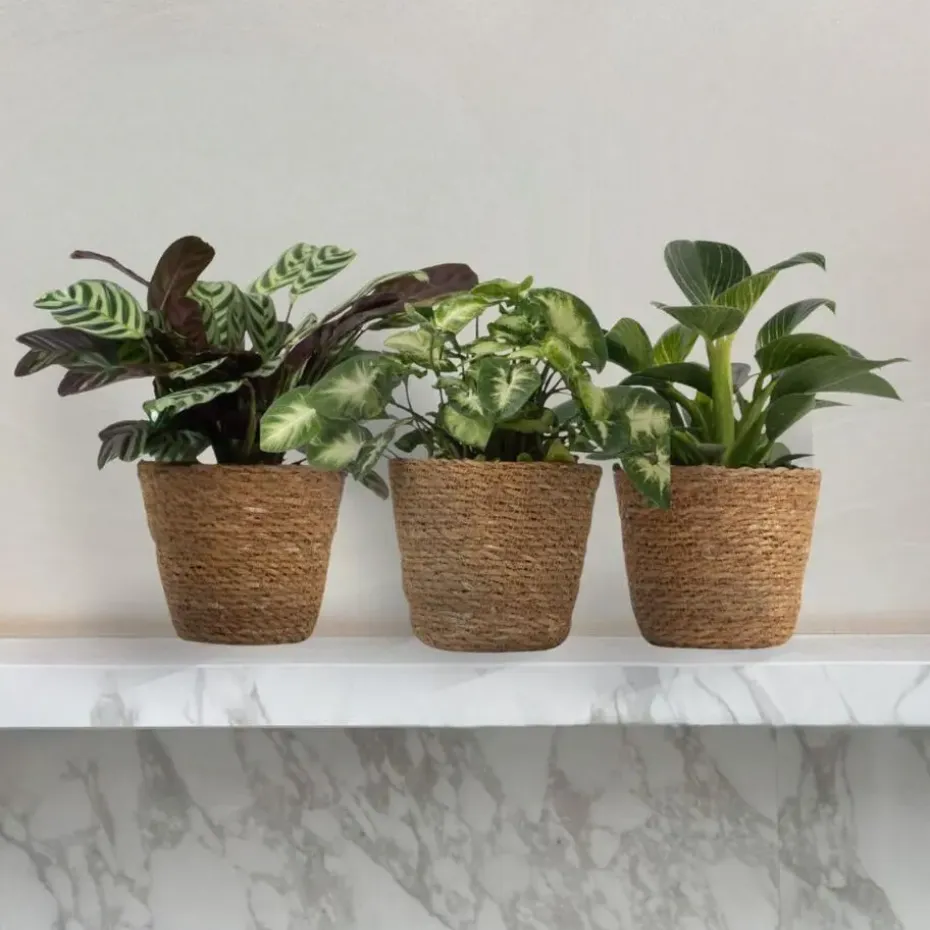 Tropische kamerplanten - Set van 3 - Hoogte 25-40cm - ⌀12cm
