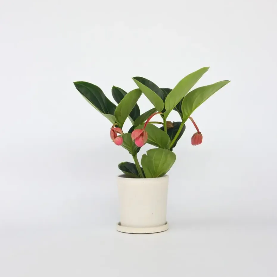 Trosbloem - Medinilla magnifica - Hoogte 40-50cm - ⌀14cm