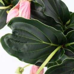 Trosbloem - Medinilla magnifica - Hoogte 40-50cm - ⌀17cm