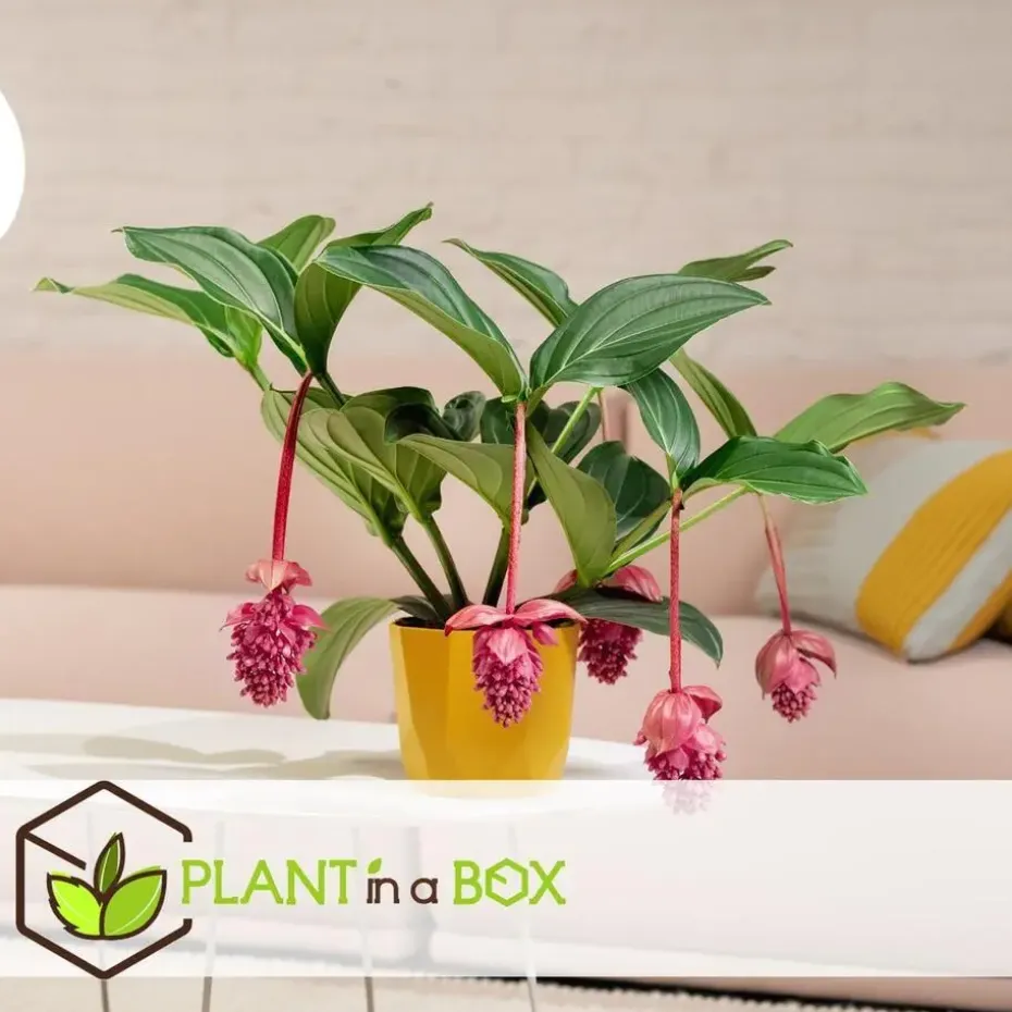 Trosbloem - Medinilla magnifica - Hoogte 40-50cm - ⌀17cm