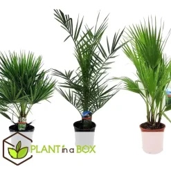 Tuinpalm - Set van 3 - Phoenix Chamaerops Washingtonia - Hoogte 50-70cm - ⌀15cm