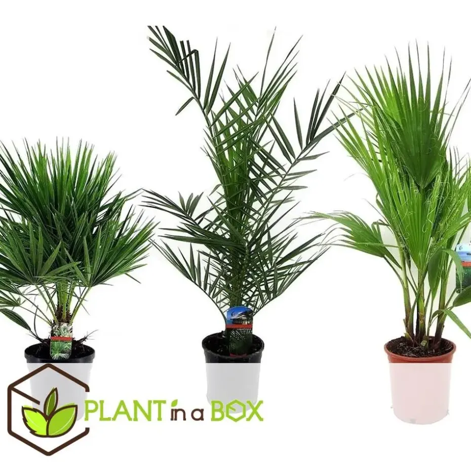 Tuinpalm - Set van 3 - Phoenix Chamaerops Washingtonia - Hoogte 50-70cm - ⌀15cm