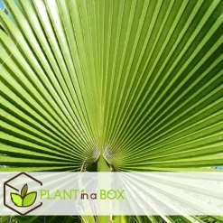 Tuinpalm - Set van 3 - Phoenix Chamaerops Washingtonia - Hoogte 50-70cm - ⌀15cm