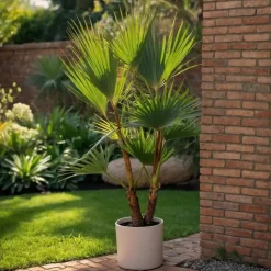 Tuinpalm - Set van 3 - Phoenix Chamaerops Washingtonia - Hoogte 50-70cm - ⌀15cm