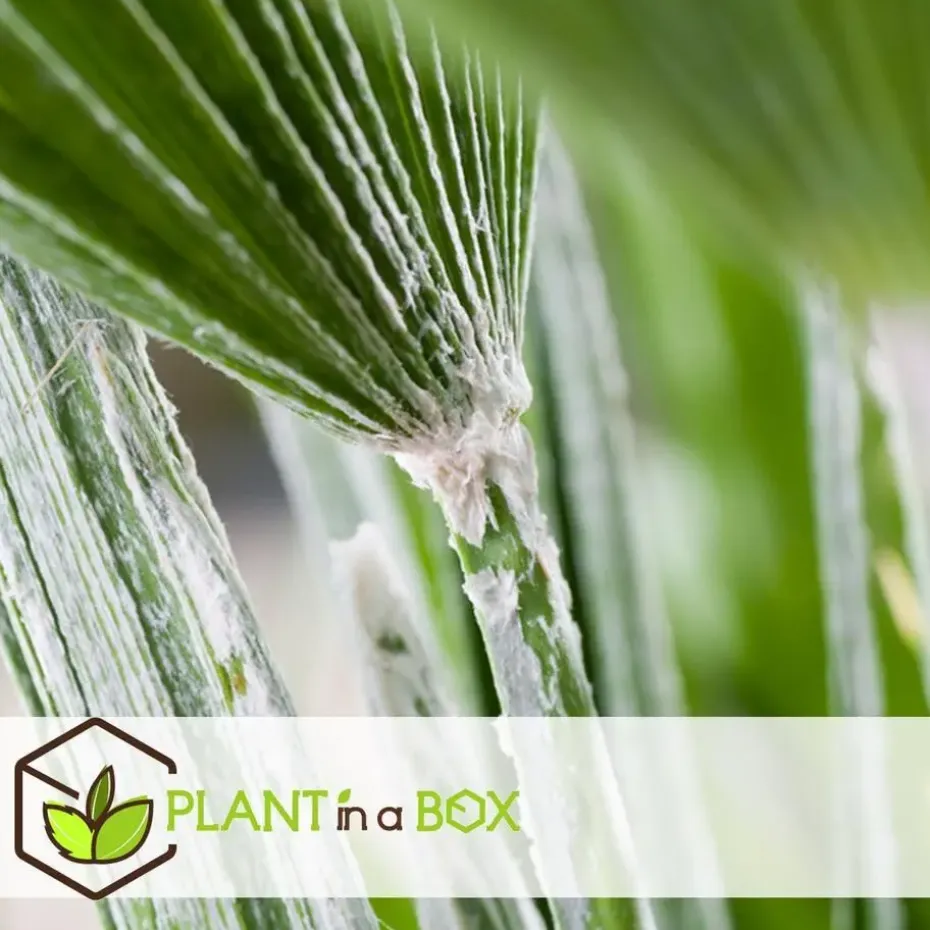Tuinpalm - Set van 3 - Phoenix Chamaerops Washingtonia - Hoogte 50-70cm - ⌀15cm