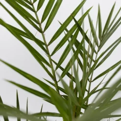 Tuinpalm - Set van 3 - Phoenix Chamaerops Washingtonia - Hoogte 50-70cm - ⌀15cm