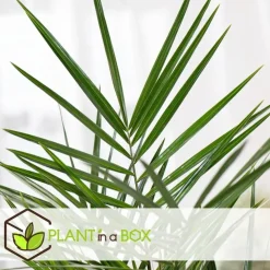 Tuinpalm - Set van 6 - Phoenix Chamaerops Washingtonia - Hoogte 50-70cm - ⌀15cm