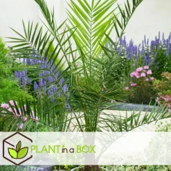 Tuinpalm - Set van 6 - Phoenix Chamaerops Washingtonia - Hoogte 50-70cm - ⌀15cm