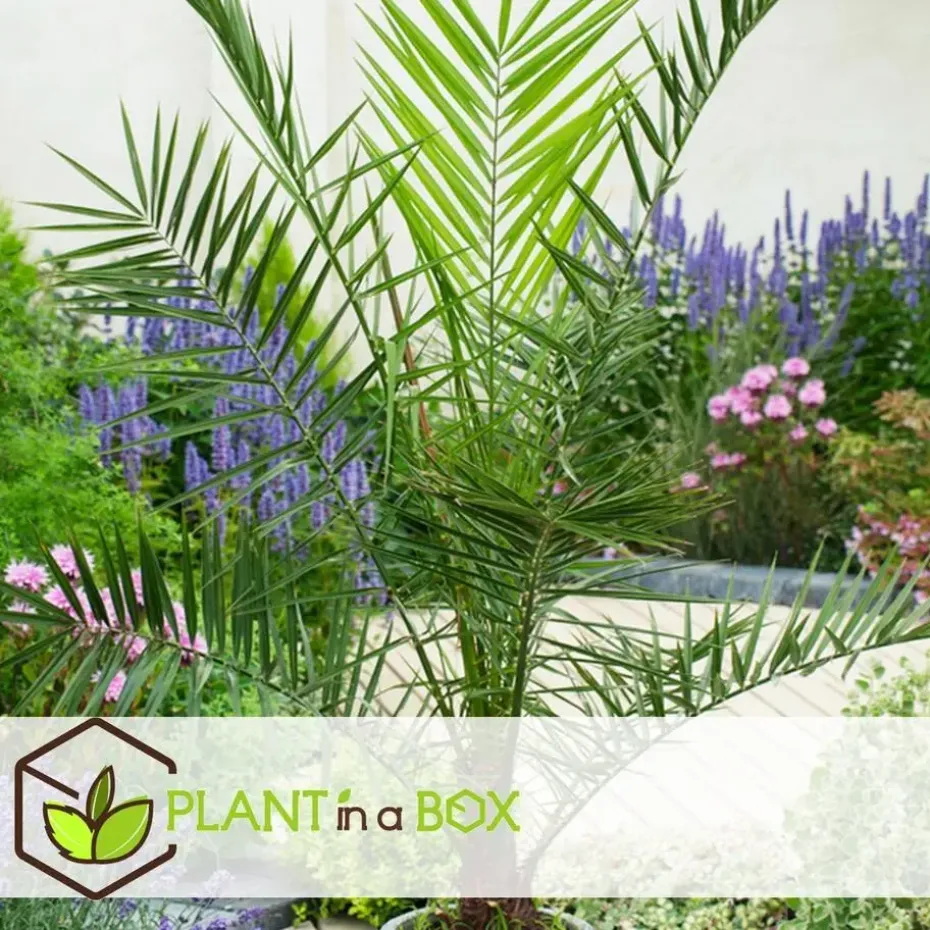 Tuinpalm - Set van 6 - Phoenix Chamaerops Washingtonia - Hoogte 50-70cm - ⌀15cm