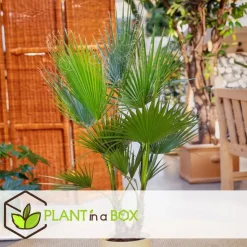 Tuinpalm - Set van 6 - Phoenix Chamaerops Washingtonia - Hoogte 50-70cm - ⌀15cm