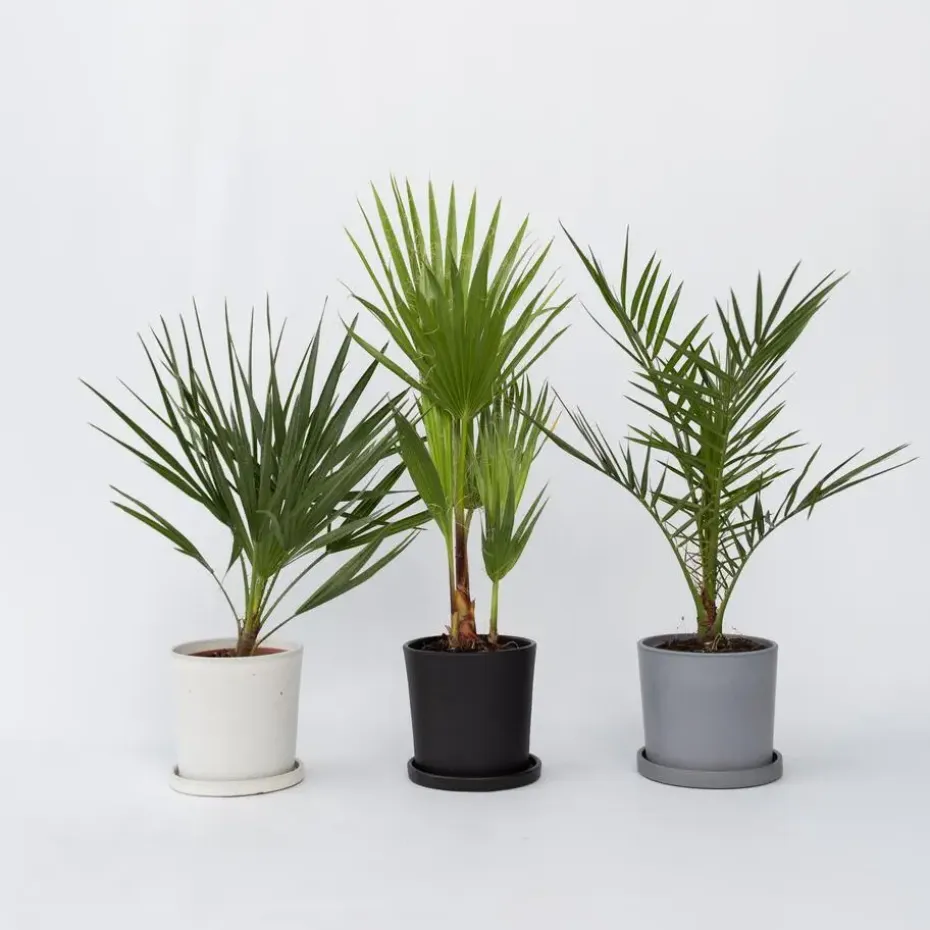 Tuinpalmen met plantenvoeding - Set van 6 - Hoogte 50-70cm - ⌀15cm