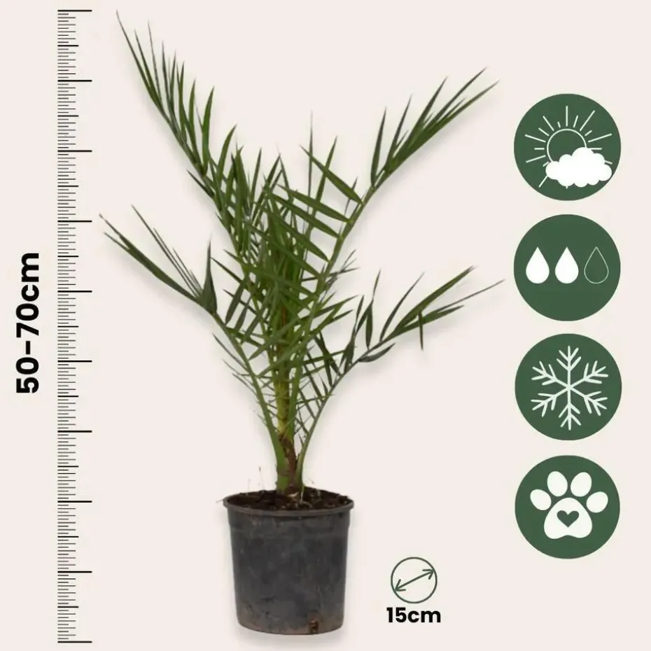 Tuinpalmen met plantenvoeding - Set van 6 - Hoogte 50-70cm - ⌀15cm