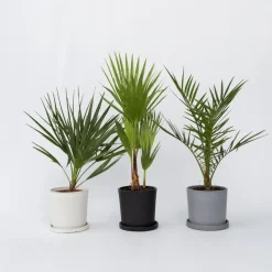 Tuinpalmen met plantenvoeding - Set van 3 - Hoogte 50-70cm - ⌀15cm