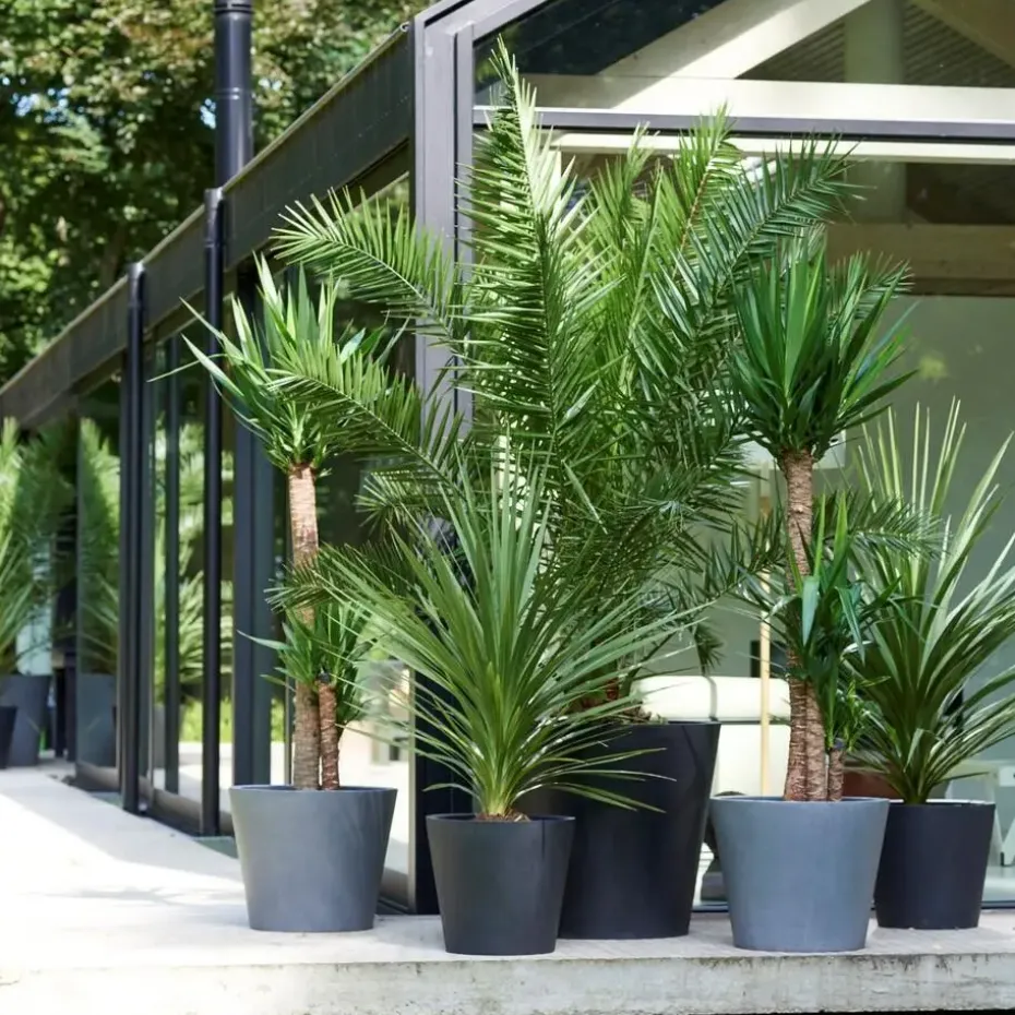 Tuinpalmen met plantenvoeding - Set van 3 - Hoogte 50-70cm - ⌀15cm