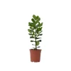 Varkensboom - Clusia rosea 'Princess' - Hoogte 50-60cm - ⌀17cm