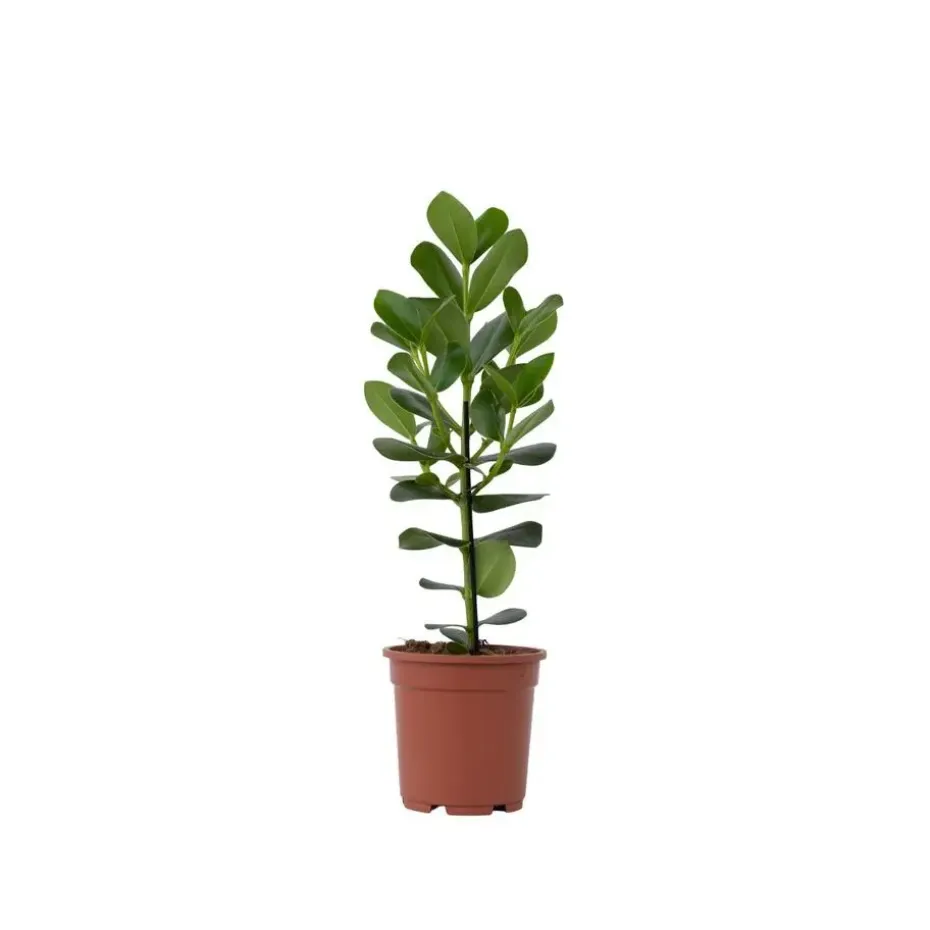 Varkensboom - Clusia rosea 'Princess' - Hoogte 50-60cm - ⌀17cm
