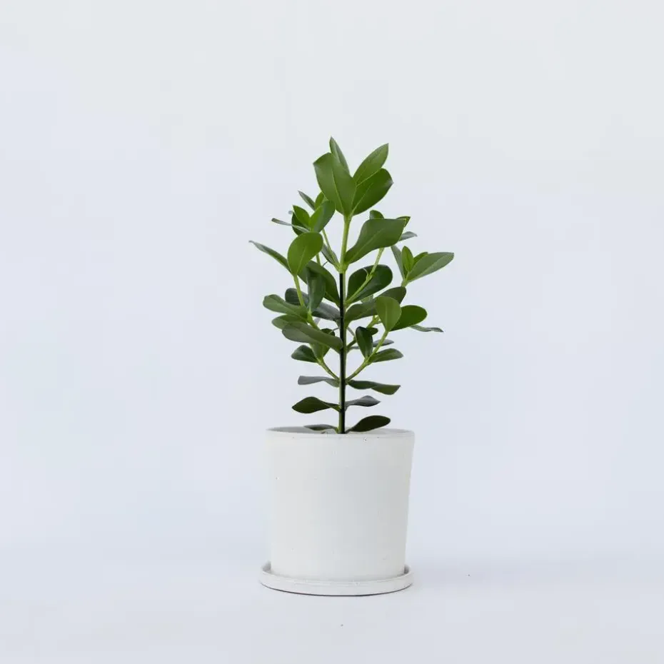 Varkensboom - Clusia rosea 'Princess' - Hoogte 50-60cm - ⌀17cm