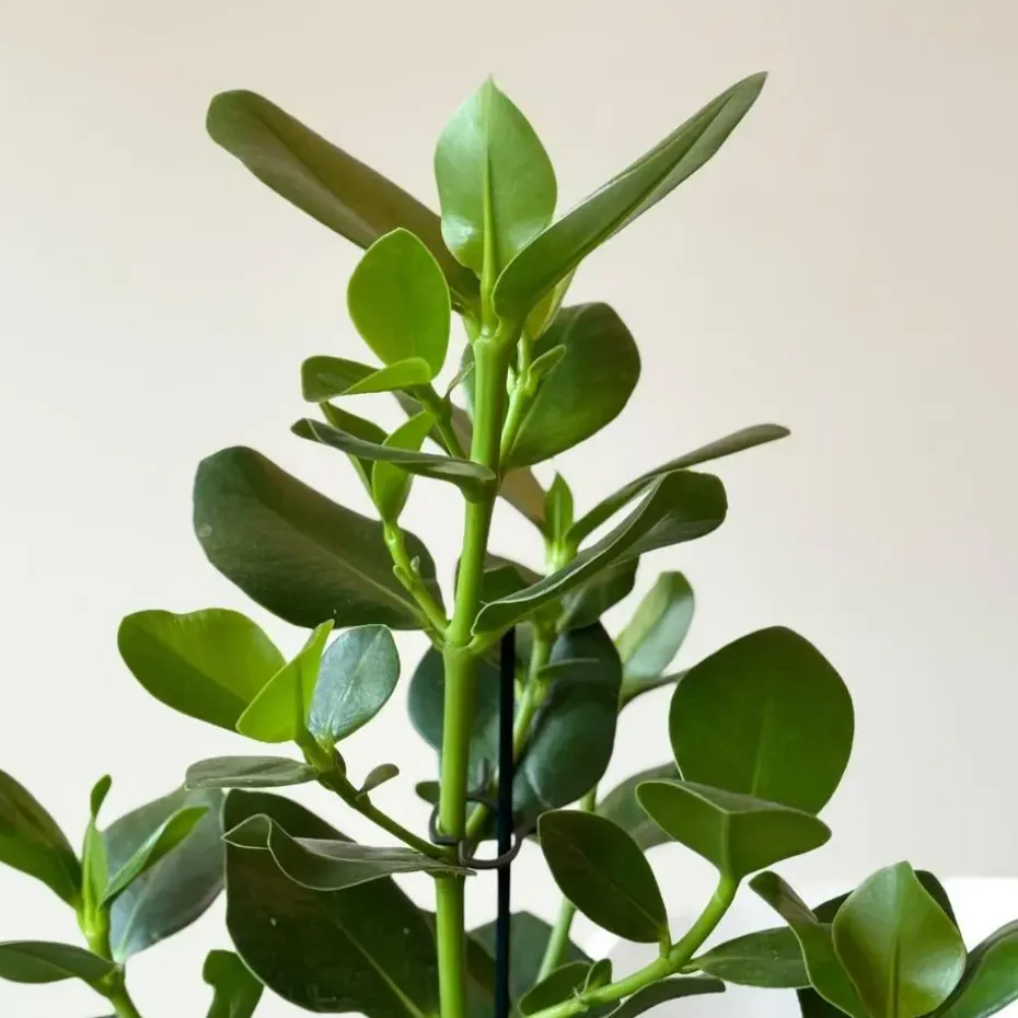 Varkensboom - Clusia rosea 'Princess' - Hoogte 50-60cm - ⌀17cm