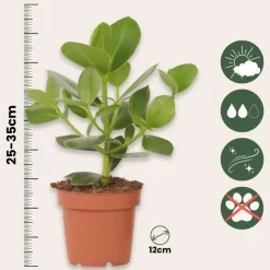 Varkensboom - Clusia rosea 'Princess' - Hoogte 25-35cm - ⌀12cm
