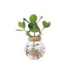 Varkensboom - Clusia rosea 'Princess' - Hoogte 25-35cm - ⌀20cm
