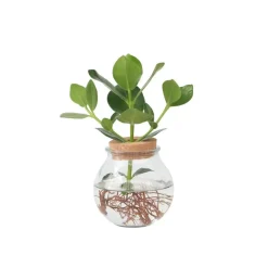 Varkensboom - Clusia rosea 'Princess' - Hoogte 25-35cm - ⌀20cm