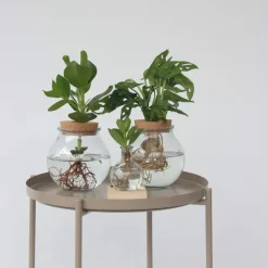 Varkensboom in glas met verlichting - Clusia rosea - Hoogte 15-20cm - ⌀8cm