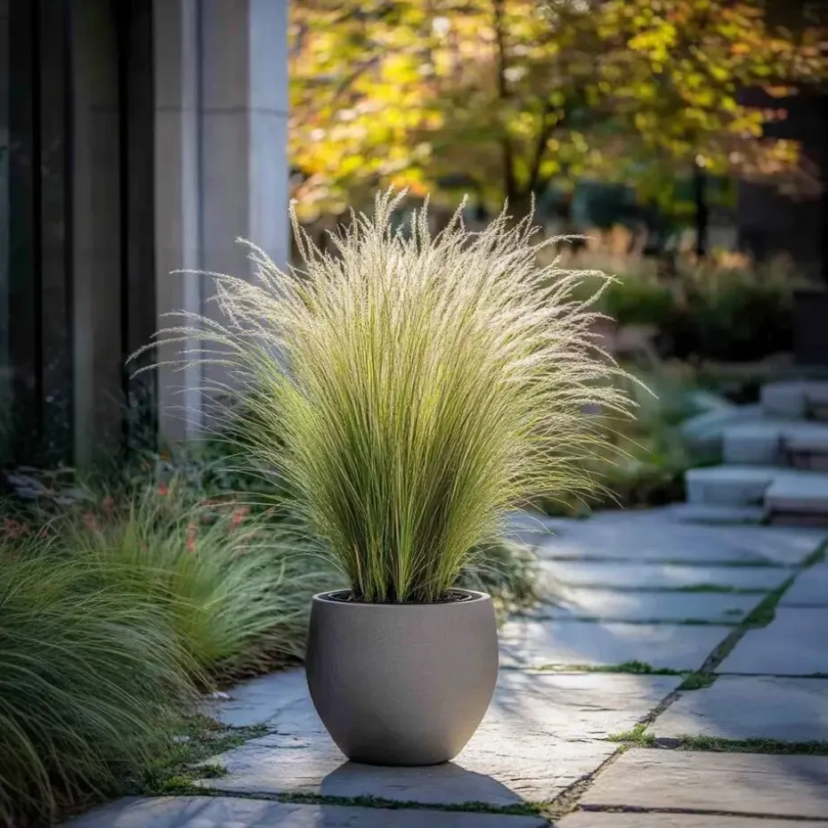 Vedergras - Set van 6 - Stipa tenuifolia 'Pony Tails' - Hoogte 20-30cm - ⌀9cm