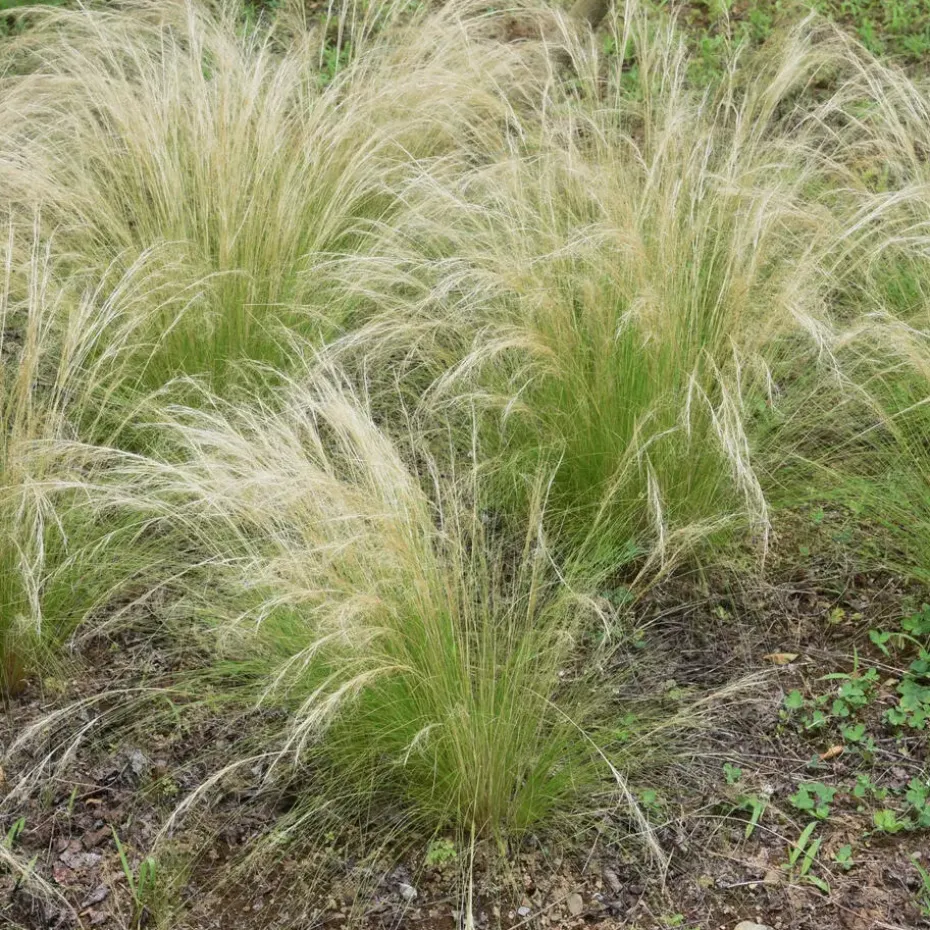 Vedergras - Set van 6 - Stipa tenuifolia 'Pony Tails' - Hoogte 20-30cm - ⌀9cm