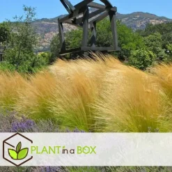 Vedergras - Set van 6 - Stipa tenuifolia 'Pony Tails' - Hoogte 20-30cm - ⌀9cm