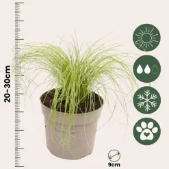 Vedergras - Set van 9 - Stipa tenuifolia 'Pony Tails' - Hoogte 20-30cm - ⌀9cm