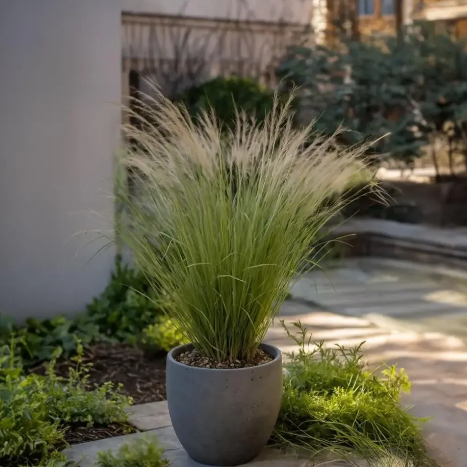 Vedergras - Set van 18 - Stipa tenuifolia 'Pony Tails' - Hoogte 20-30cm - ⌀9cm