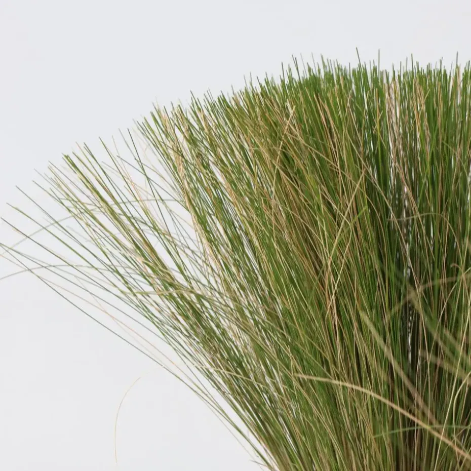 Vedergras - Set van 18 - Stipa tenuifolia 'Pony Tails' - Hoogte 20-30cm - ⌀9cm