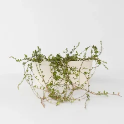 Veenbes - Set van 3 - Vaccinium macrocarpon 'Cranberry' - Hoogte 10-20cm - ⌀9cm