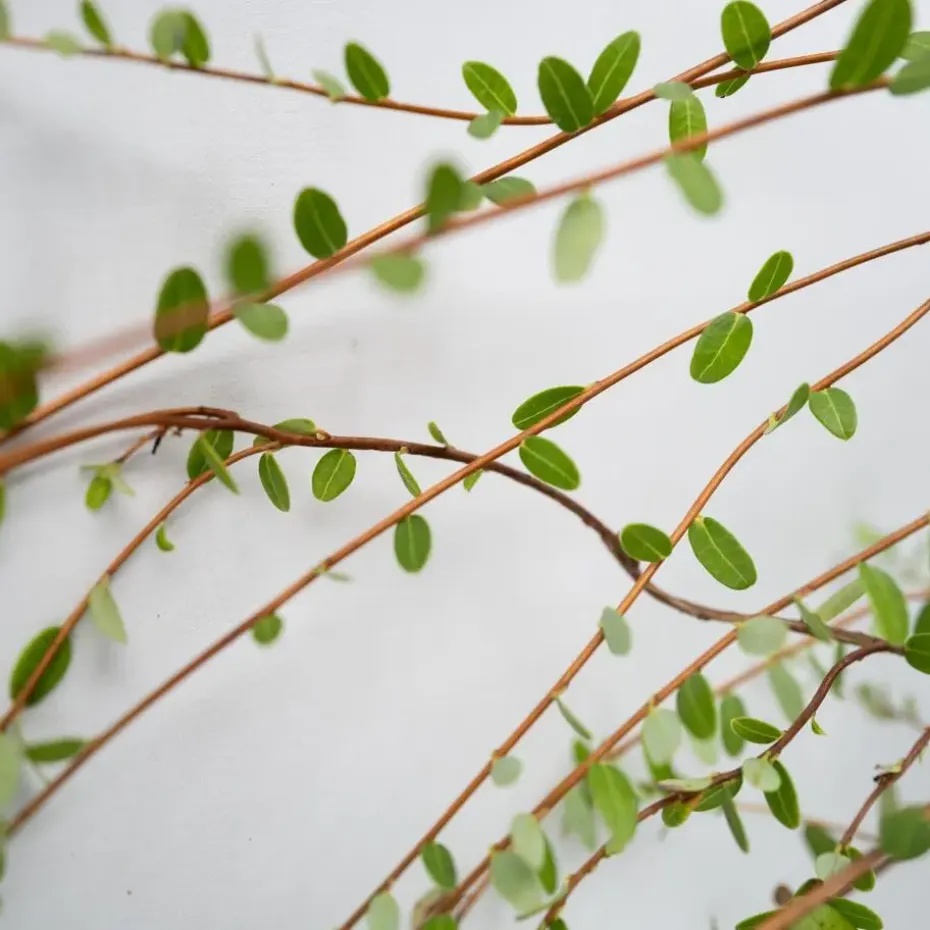 Veenbes - Set van 3 - Vaccinium macrocarpon 'Cranberry' - Hoogte 10-20cm - ⌀9cm