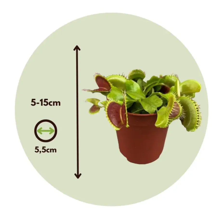 Venus vliegenvanger - Set van 3 - Dionaea muscipula - Hoogte 5-15cm - ⌀5,5cm