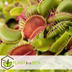 Venus vliegenvanger - Set van 3 - Dionaea muscipula - Hoogte 5-15cm - ⌀5,5cm