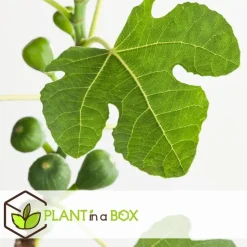 Vijgenboom - Set van 2 - Ficus carica 'Brown Turkey' - Hoogte 25-40cm - ⌀9cm