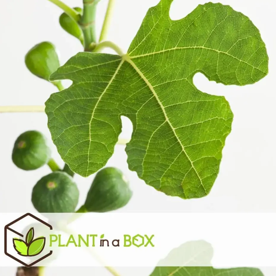 Vijgenboom - Set van 2 - Ficus carica 'Brown Turkey' - Hoogte 25-40cm - ⌀9cm