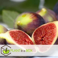 Vijgenboom - Set van 2 - Ficus carica 'Brown Turkey' - Hoogte 25-40cm - ⌀9cm