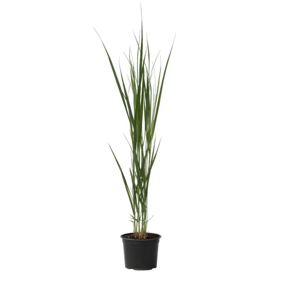 Vingergras - Panicum virgatum 'Northwind' - Hoogte 40-60cm - ⌀23cm