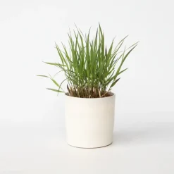 Vingergras - Panicum Virgatum 'Squaw' - Hoogte 40-60cm - ⌀23cm
