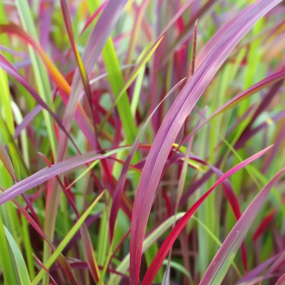 Vingergras - Panicum Virgatum 'Squaw' - Hoogte 40-60cm - ⌀23cm