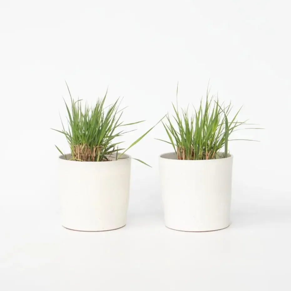 Vingergras - Set van 2 - Panicum virgatum 'Heavy Metal' - Hoogte 40-60cm - ⌀23cm