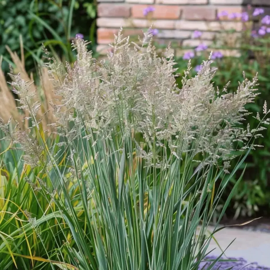 Vingergras - Set van 2 - Panicum virgatum 'Heavy Metal' - Hoogte 40-60cm - ⌀23cm