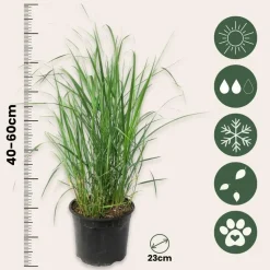Vingergras - Set van 2 - Panicum virgatum 'Heavy Metal' - Hoogte 40-60cm - ⌀23cm