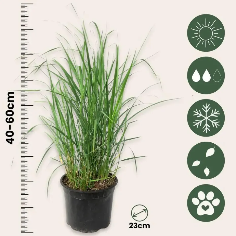 Vingergras - Set van 2 - Panicum virgatum 'Heavy Metal' - Hoogte 40-60cm - ⌀23cm