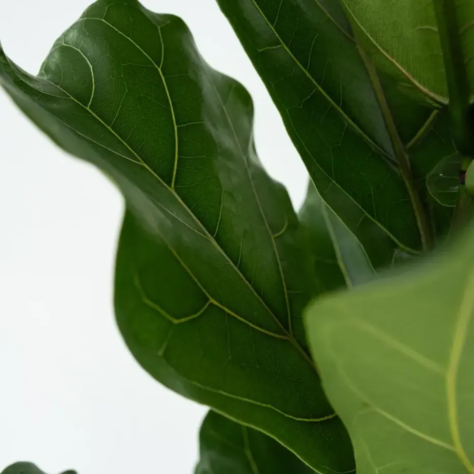 Vioolbladplant - Ficus Lyrata - Hoogte 70-90cm - ⌀21cm
