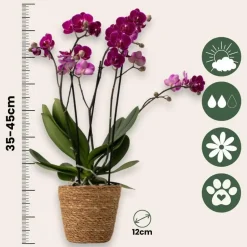 Vlinderorchidee - Mix van 3 - Phalaenopsis Multiflora - Hoogte 35-45cm - ⌀12cm