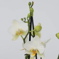 Vlinderorchidee - Mix van 3 - Phalaenopsis Multiflora - Hoogte 35-45cm - ⌀12cm