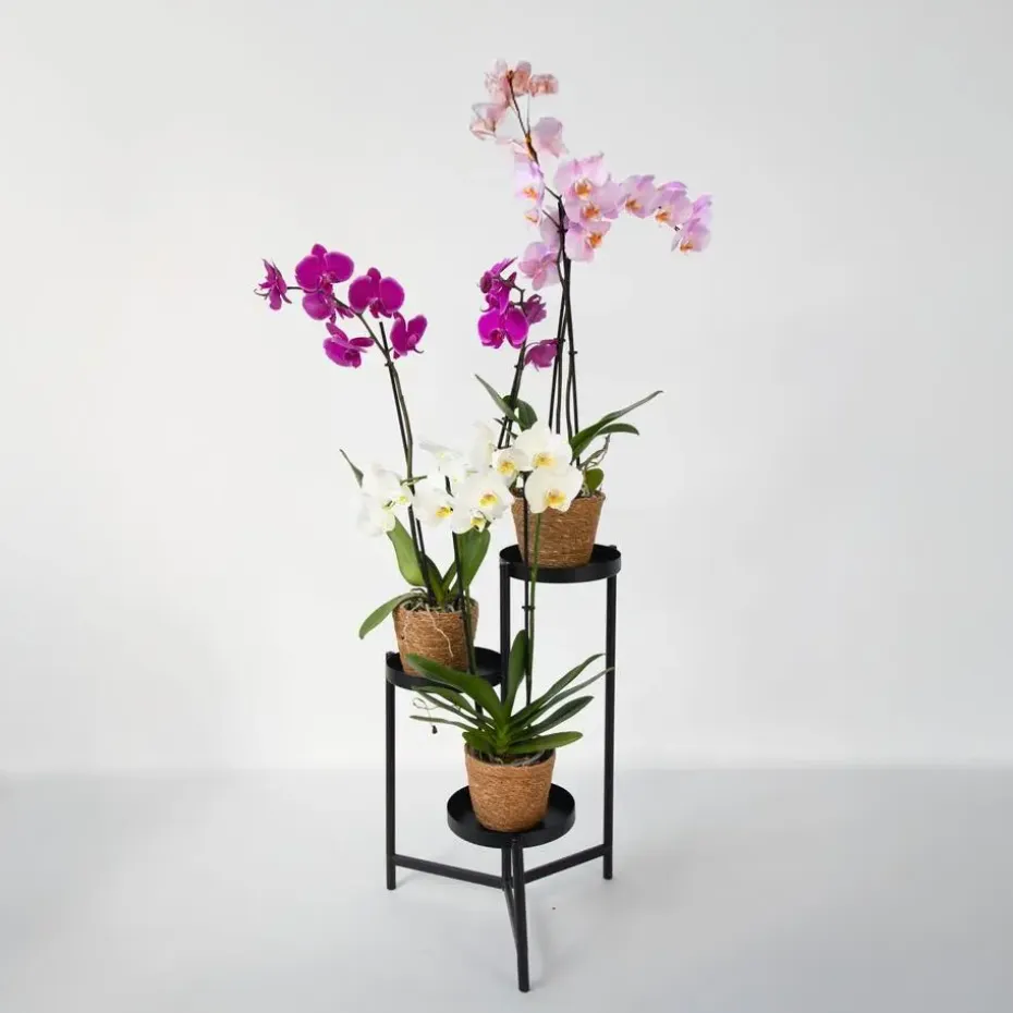 Vlinderorchidee - Mix van 3 - Phalaenopsis in deco mand - Hoogte 50-60cm - ⌀12cm